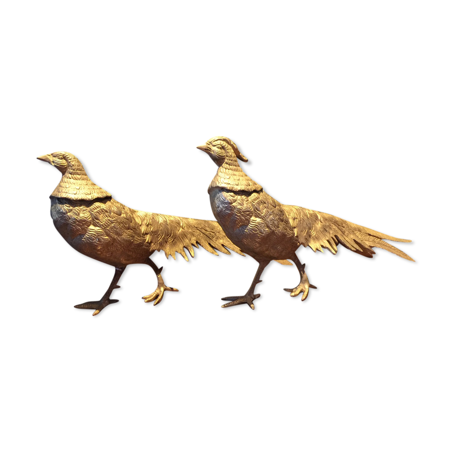 Pair of golden pheasants