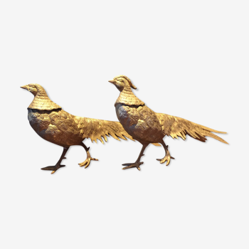 Pair of golden pheasants