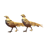 Pair of golden pheasants