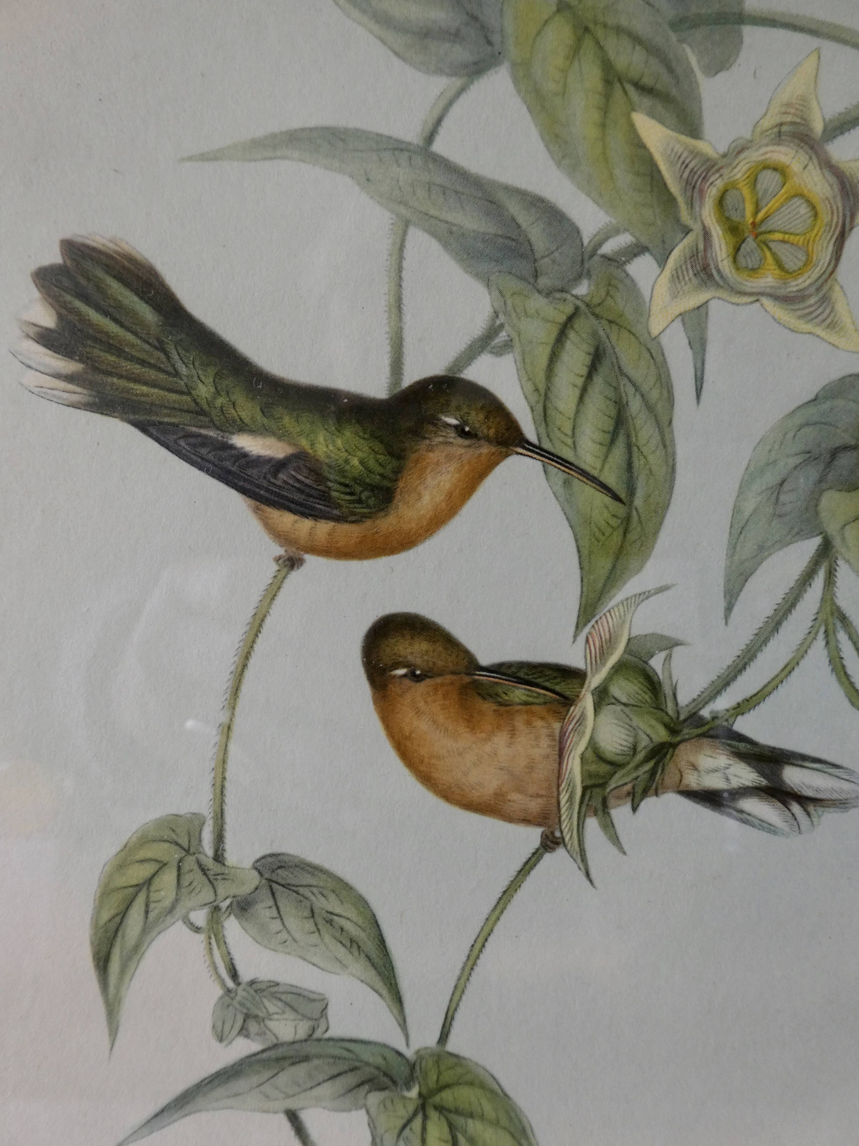 Pair of framed lithographs, birds