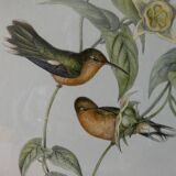Pair of framed lithographs, birds