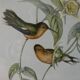 Paire de lithographies encadrées, oiseaux