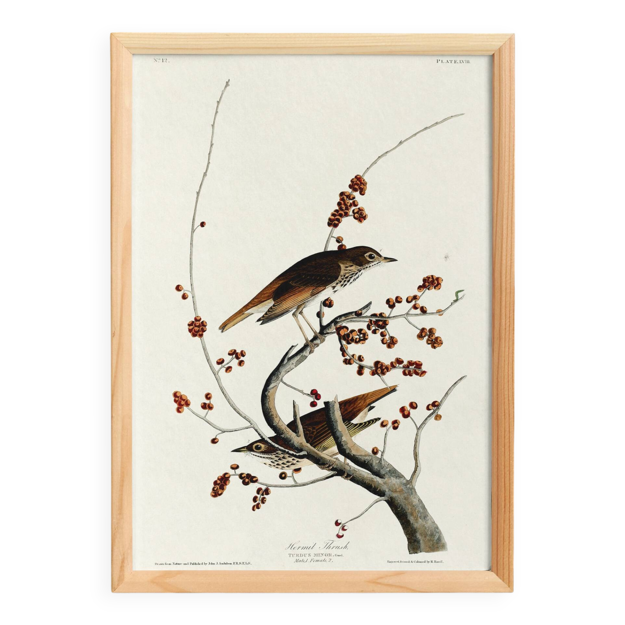 Poster about the Solitary Thrush, based on an old engraving from 1827.