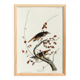 Poster about the Solitary Thrush, based on an old engraving from 1827.