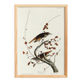 Affiche sur la Grive solitaire, d’après une gravure ancienne de 1827.