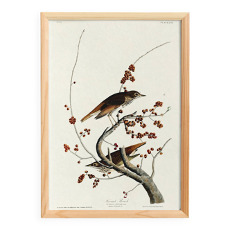 Poster about the Solitary Thrush, based on an old engraving from 1827.