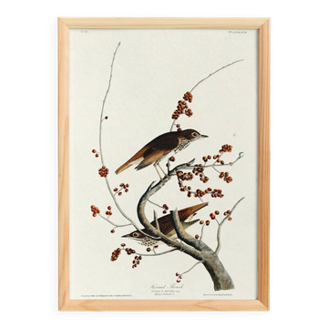Poster about the Solitary Thrush, based on an old engraving from 1827.