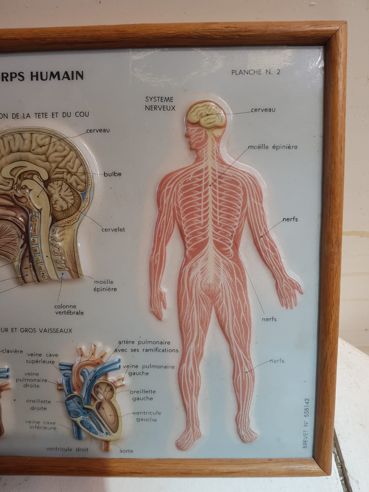 Pair old medical board the human body + vintage wood frame
