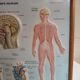 Pair old medical board the human body + vintage wood frame