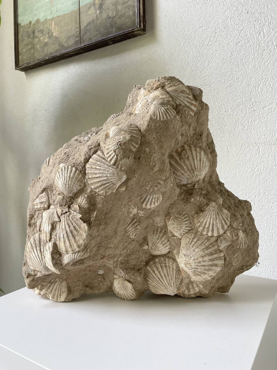 Fossil sedimentary rock and shell