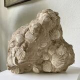 Fossil sedimentary rock and shell