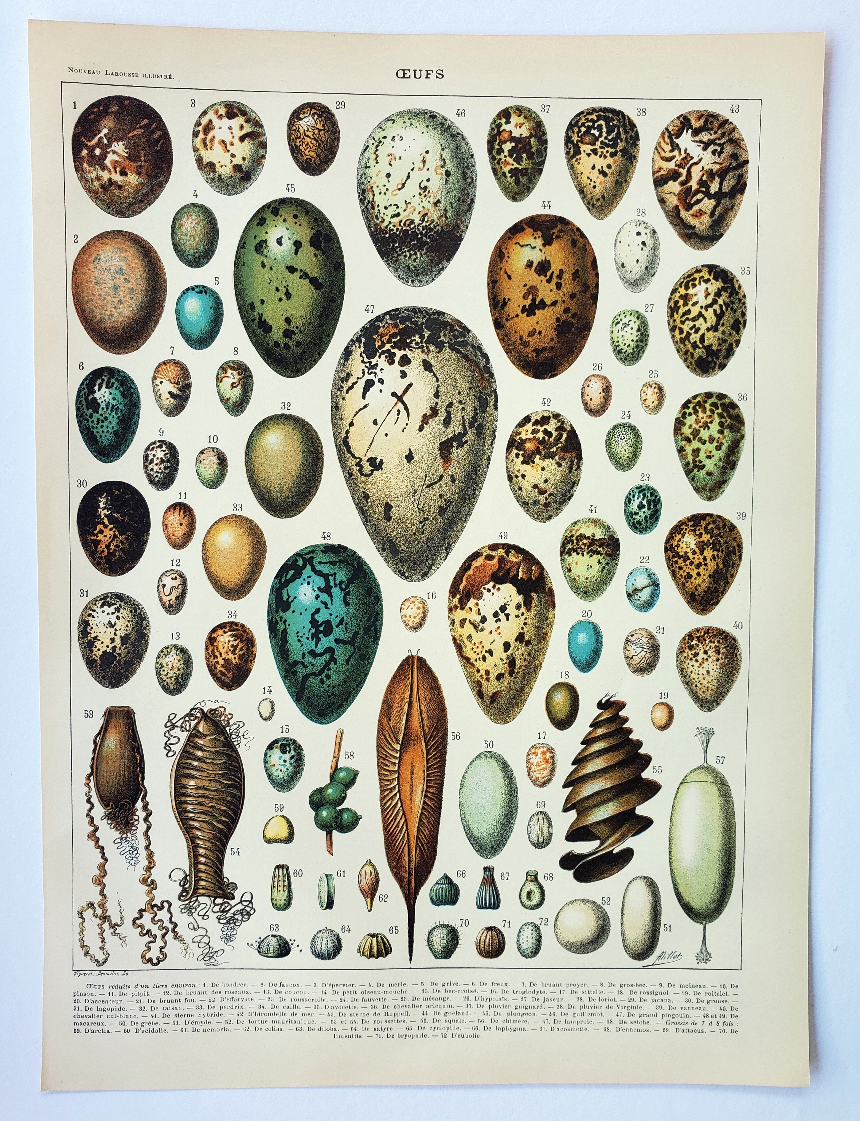 Engraving • eggs, birds, animals, zoology • Original and vintage poster from 1898
