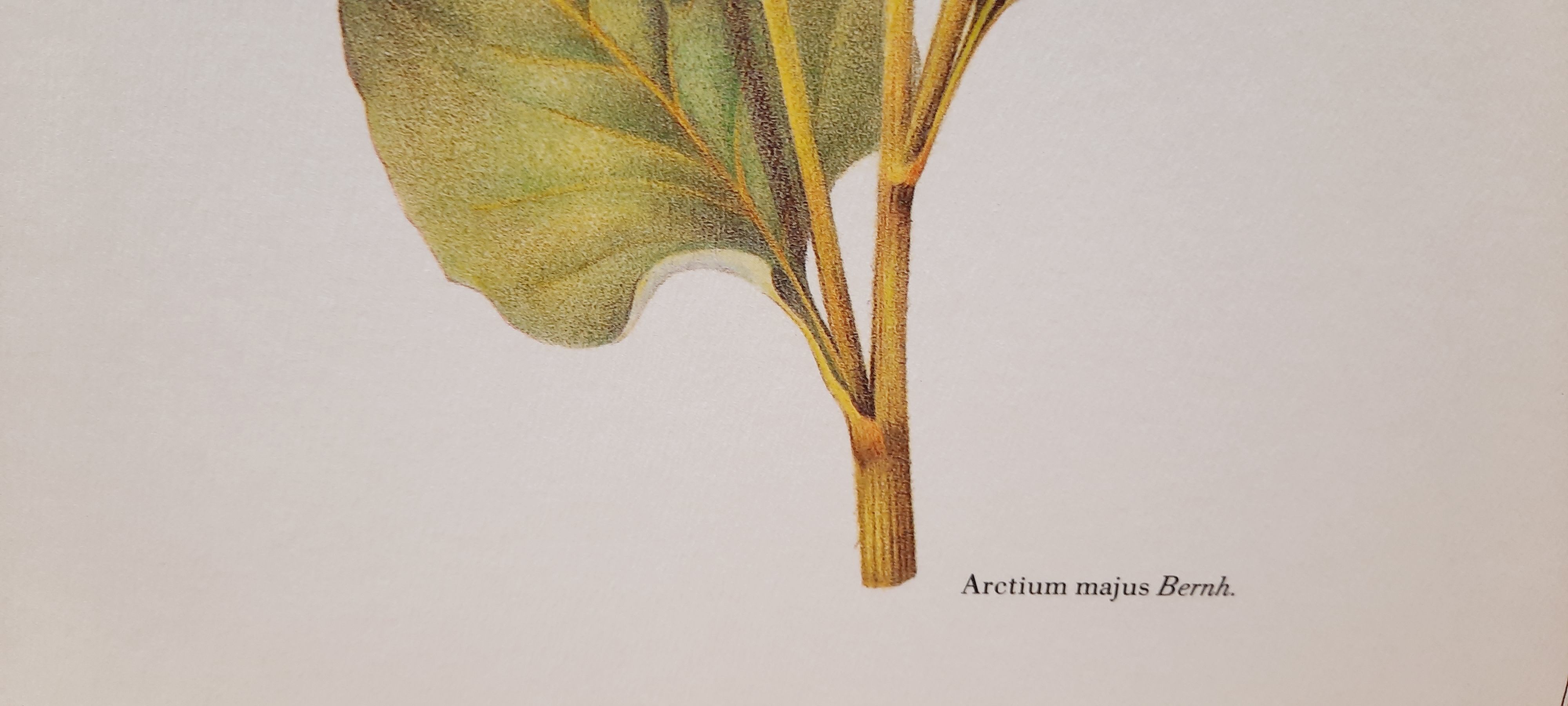 Botanical plate Grande Burdane