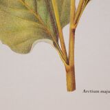 Botanical plate Grande Burdane