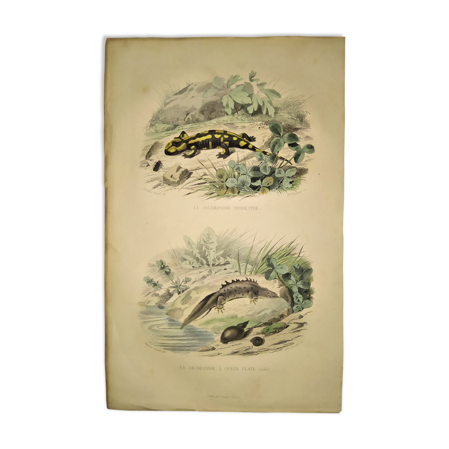 Original zoological plate of 1839 " the terrestrial salamander,....