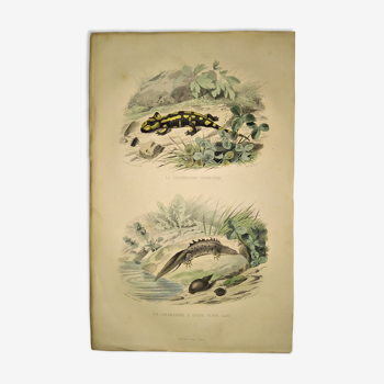 Planche zoologique originale de 1839 " la salamandre terrestre,....