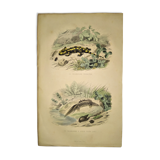 Original zoological plate of 1839 " the terrestrial salamander,....