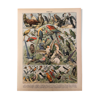 Lithograph engraving on birds from 1897 (peregrine falcon)