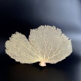 Gorgone corail ancien