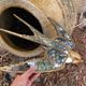 Swallow-shaped mirror