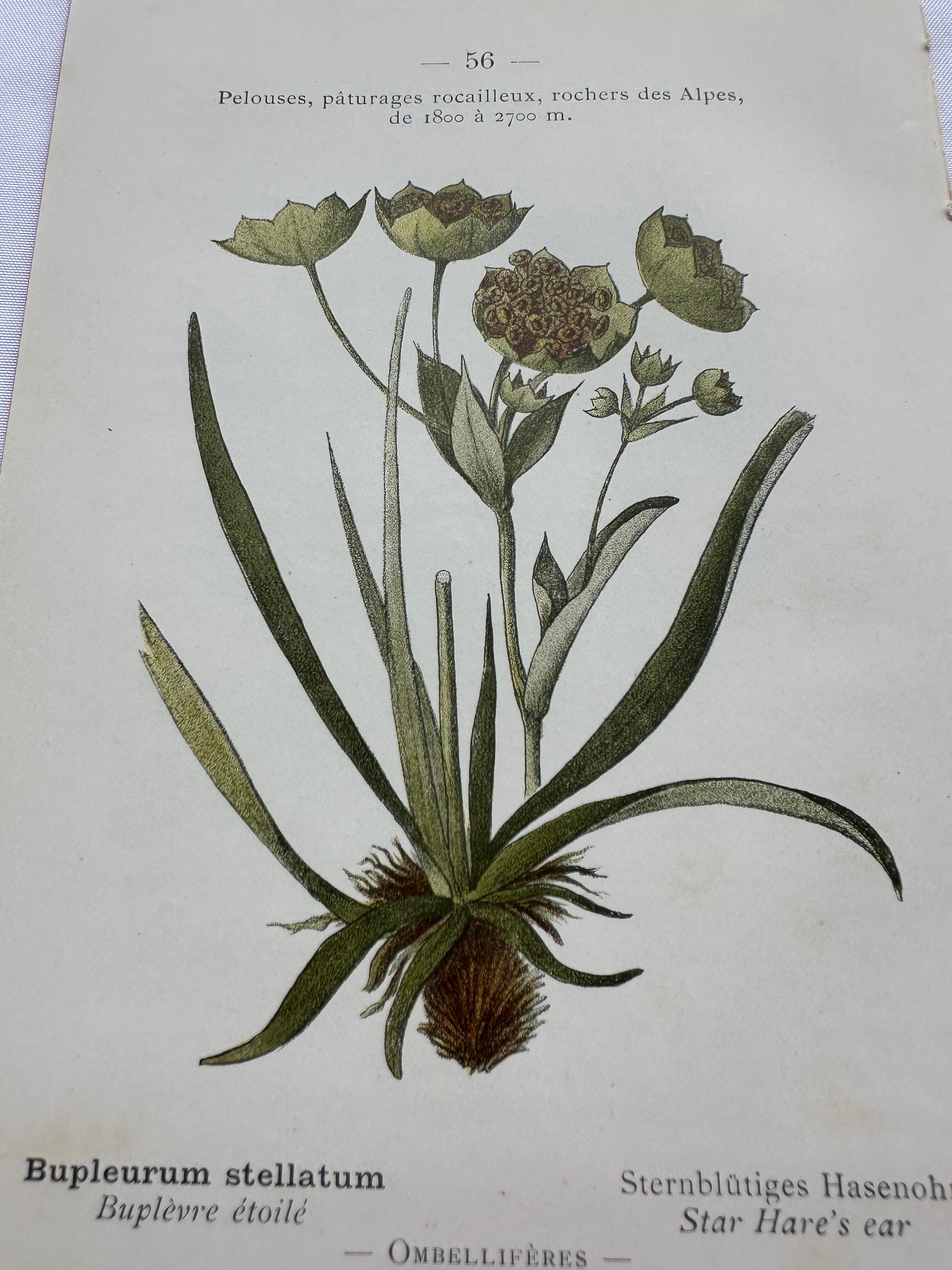 Naturalist plate lithograph old flowers