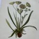 Naturalist plate lithograph old flowers