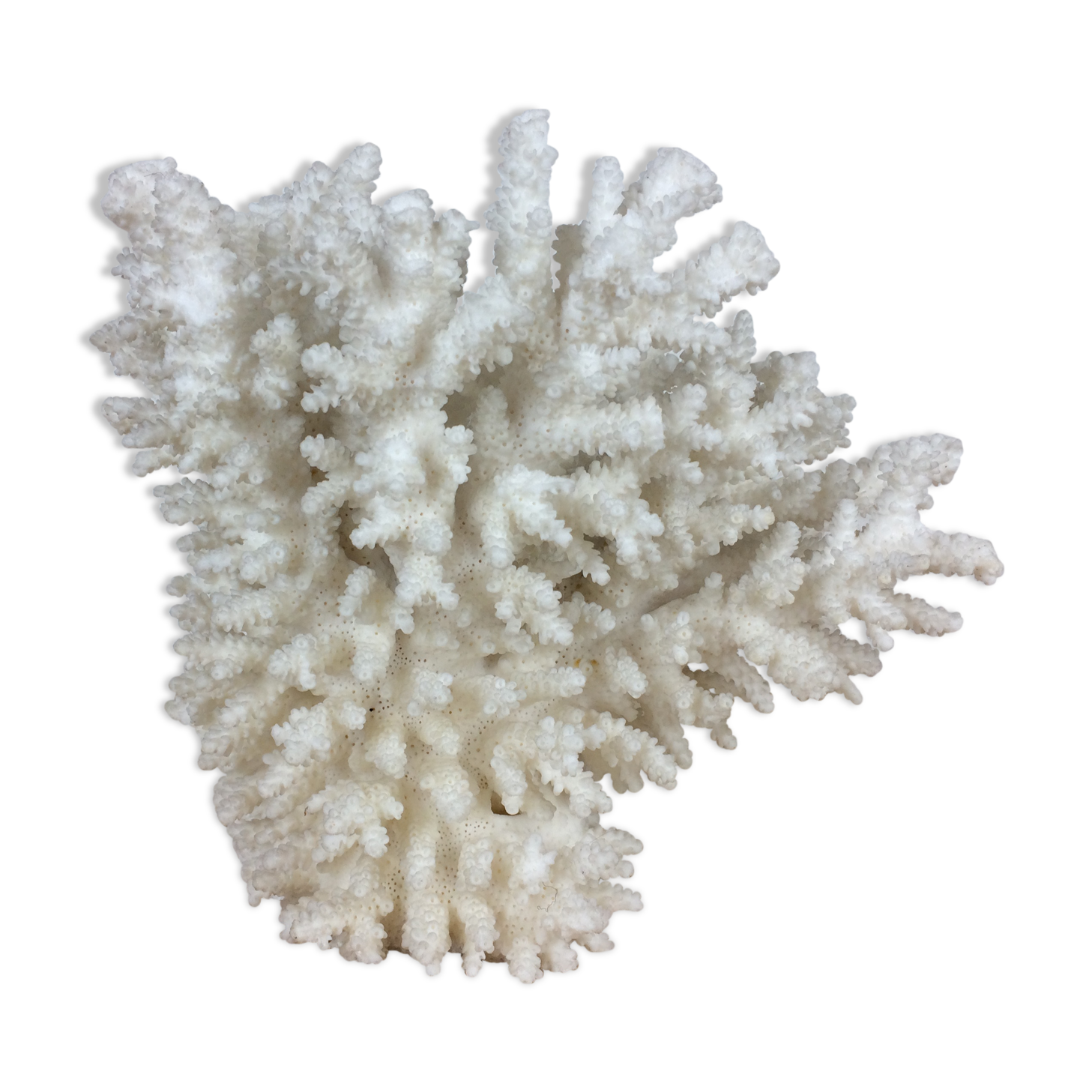 Natural ancient white coral 20 cm