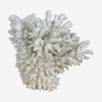 Corail blanc ancien naturel 20 cm
