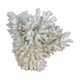 Natural ancient white coral 20 cm
