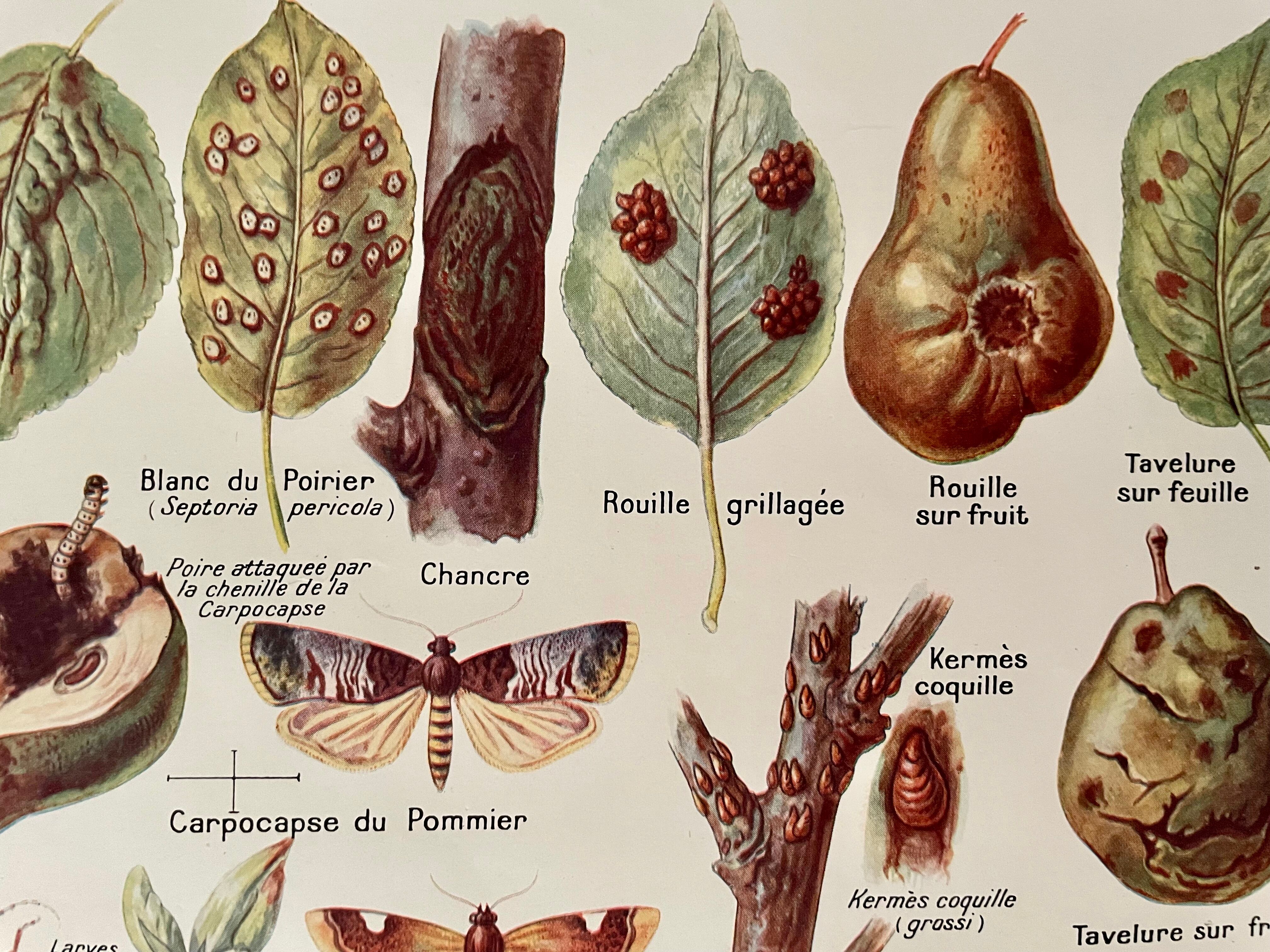 Lithographie sur le poirier de 1921