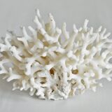 Corail blanc 13 x 10 cm