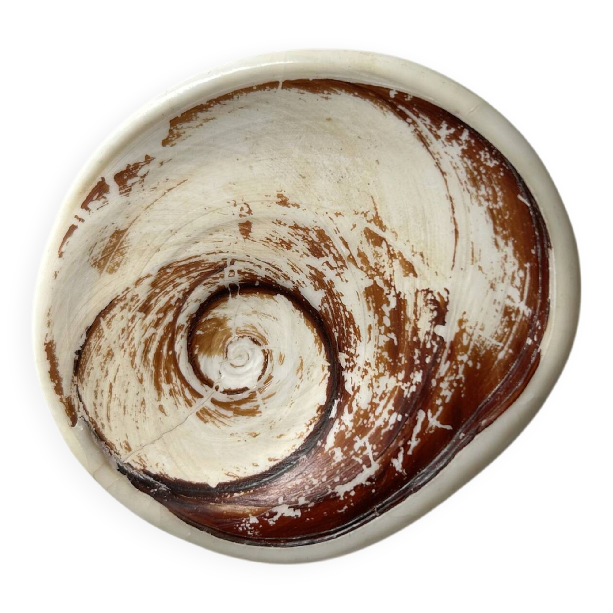 Fossilised shell