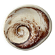 Fossilised shell