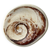 Coquillage fossilisé