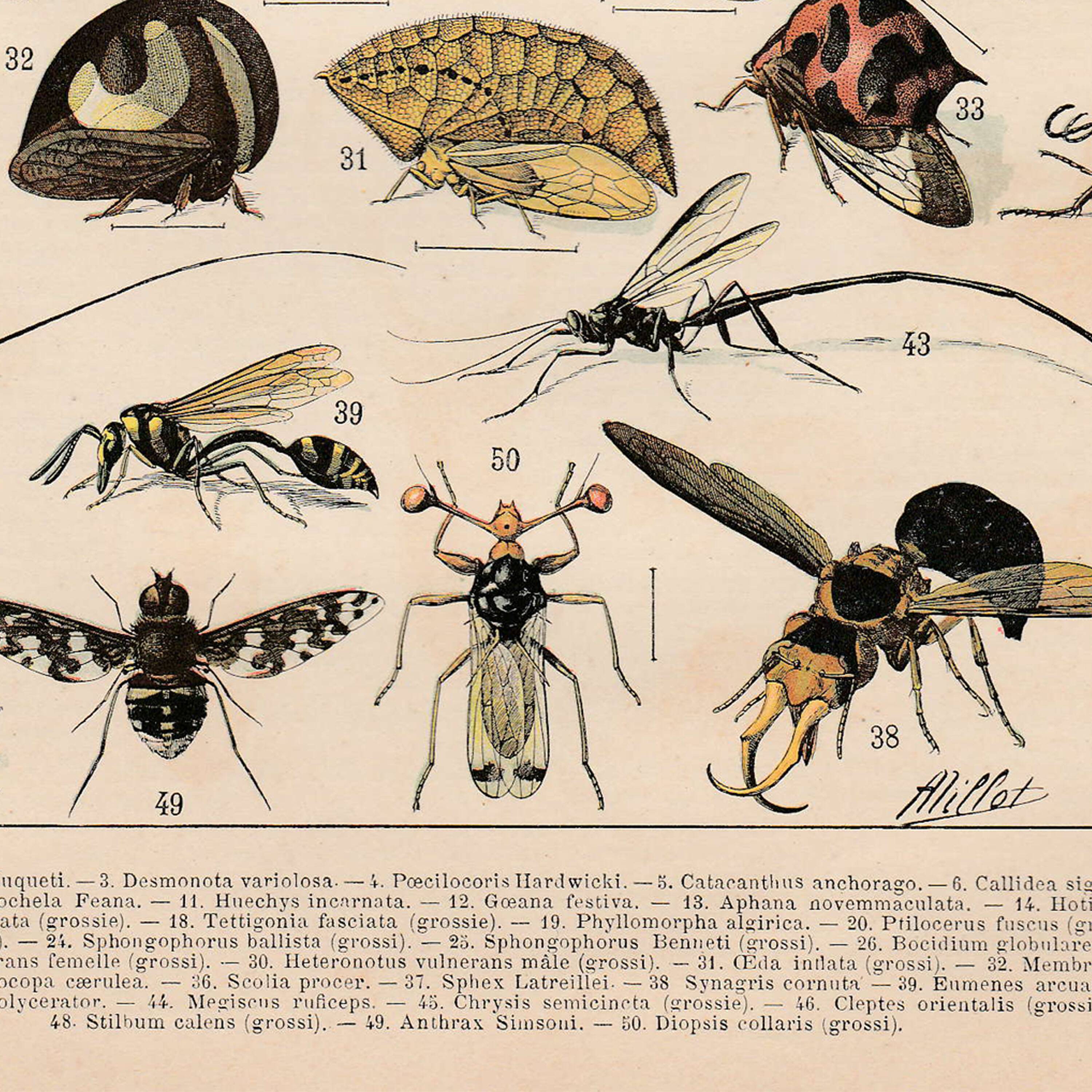 Old plate on insects 1897