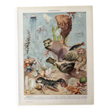 Lithograph on oceanography - 1930
