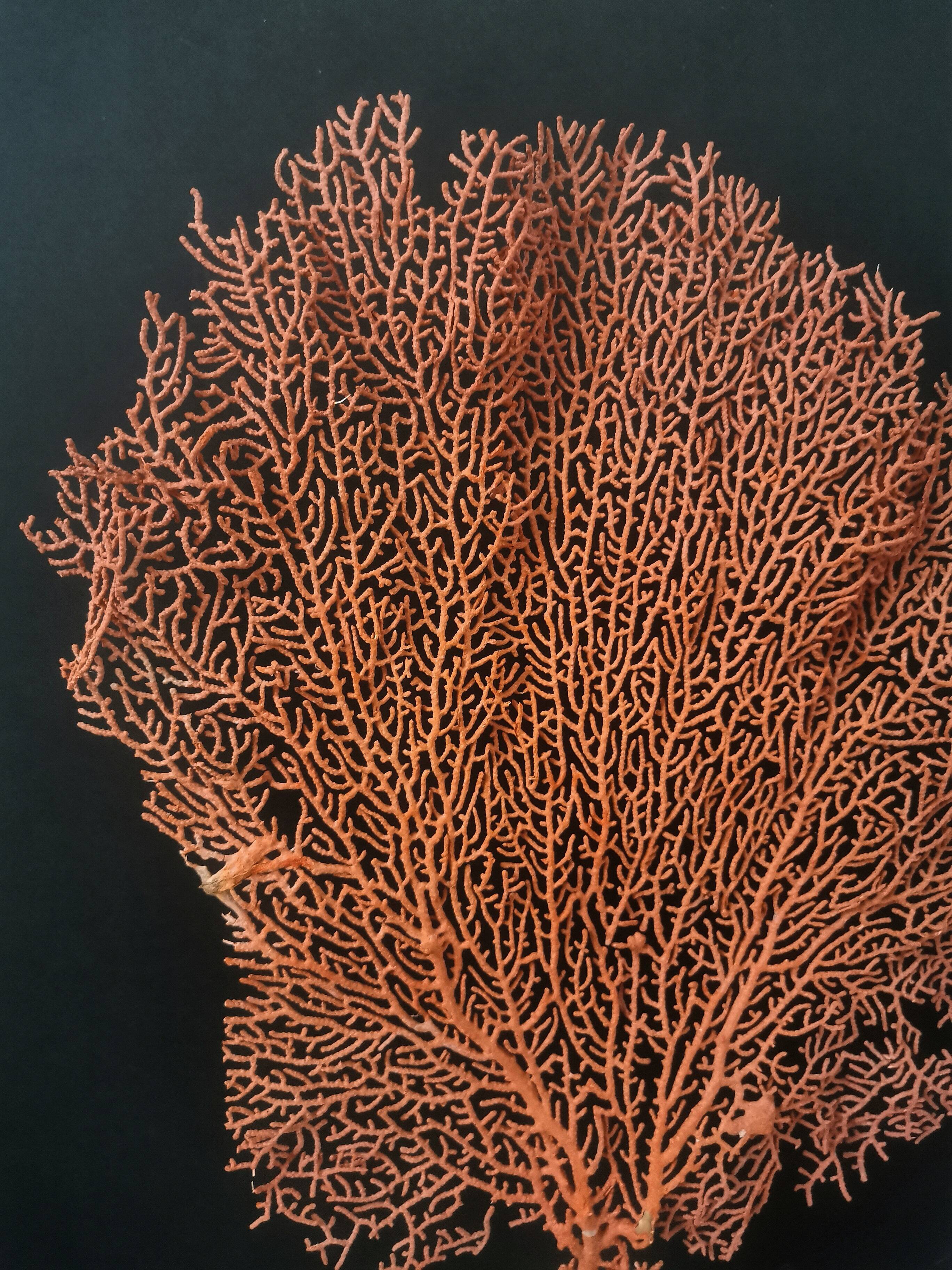 Red Gorgon, brass base, late nineteenth