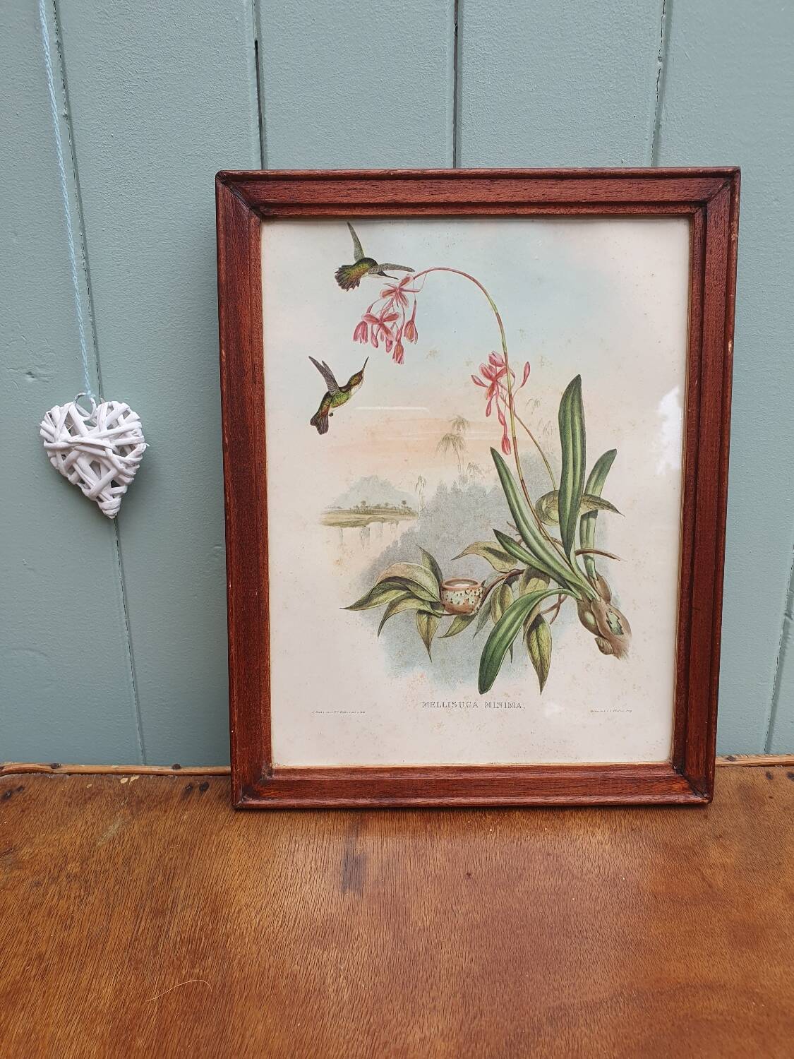 Hummingbirds Lithograph Duo