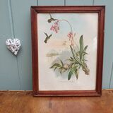 Hummingbirds Lithograph Duo