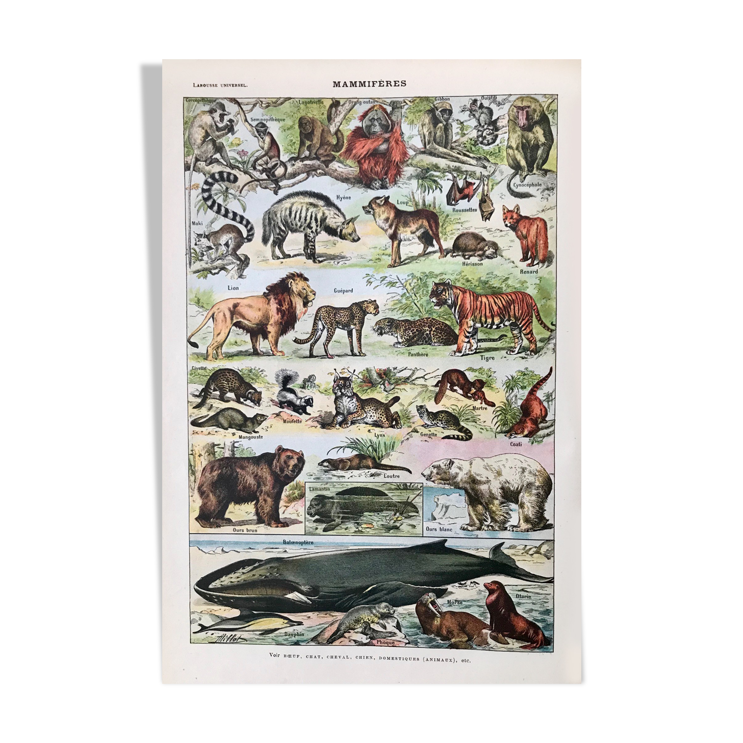 Planche animalière Mammifères 1922