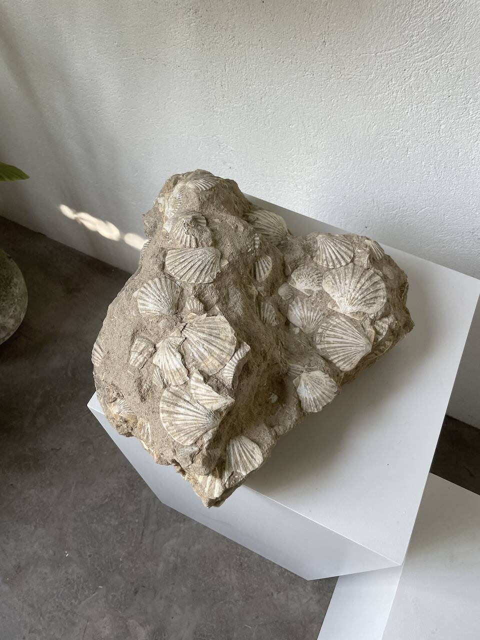 Fossil sedimentary rock and shell