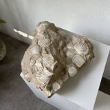 Fossil sedimentary rock and shell