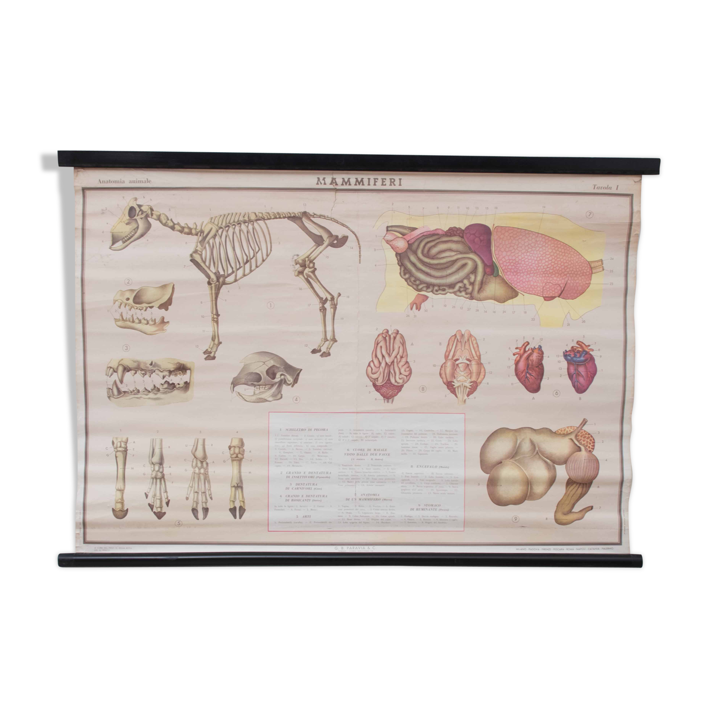 Vintage educational chart