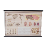 Vintage educational chart
