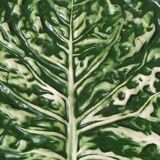 Large Cabbage Leaf Slush Dish