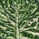 Grand plat Feuille de Chou Barbotine