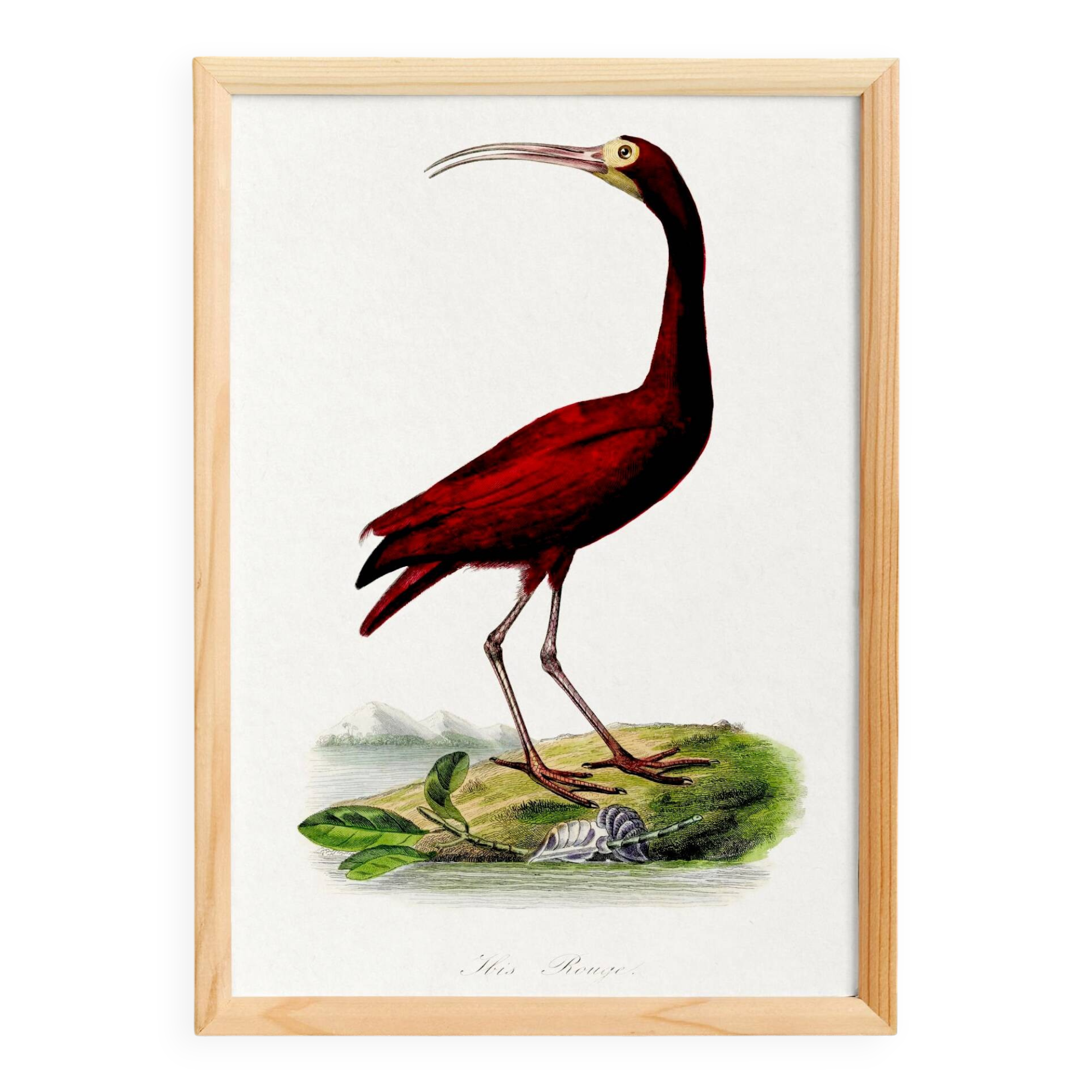 Poster about the scarlet ibis, based on an old engraving from 1842.