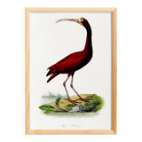 Poster about the scarlet ibis, based on an old engraving from 1842.