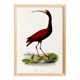 Poster about the scarlet ibis, based on an old engraving from 1842.