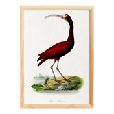 Poster about the scarlet ibis, based on an old engraving from 1842.